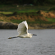 A little egret in flight, another species seen on the tidal flats in the new study.